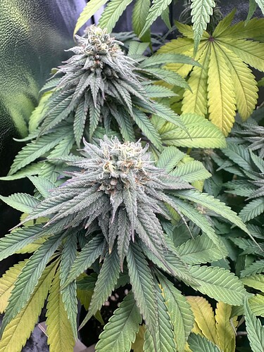 Growreport Bild 7