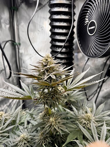 Growreport Bild 1