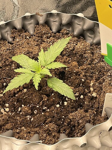 Growreport Bild 3