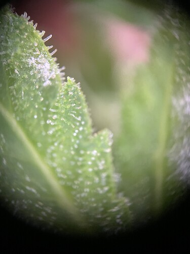 Growreport Bild 34