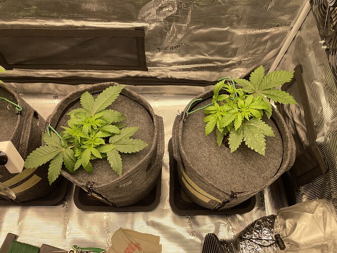 Zwei junge Cannabispflanzen in Vlies-Töpfen, die in einer Growbox stehen. Die Pflanzen zeigen Anzeichen von Training und sind im Wuchs-Stadium.