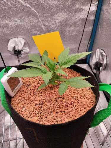 Growreport Bild 6