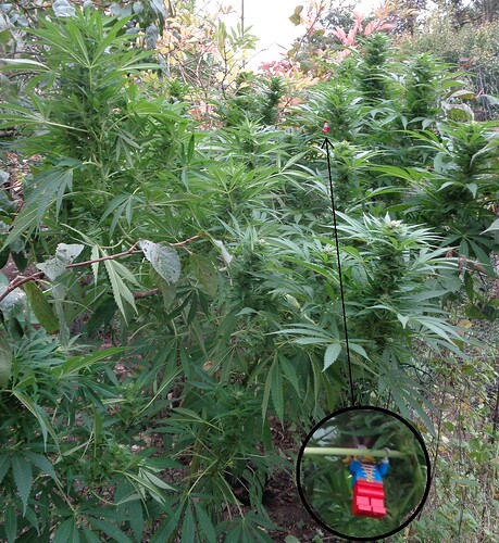 Kwazulu supercrop