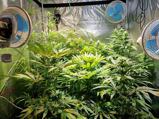 Mehrere Cannabis-Pflanzen in der Blütephase in einem Growzelt, beleuchtet von einer Lampe und belüftet von drei Ventilatoren.