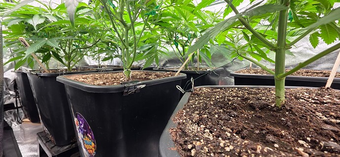 Growreport Bild 17