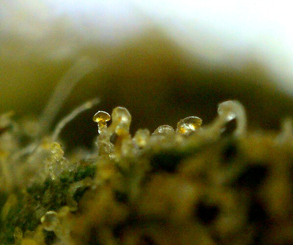 Grow25_0628_MZA_Ernte_Schimmel_1