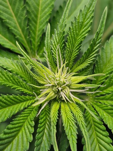 Growreport Bild 2