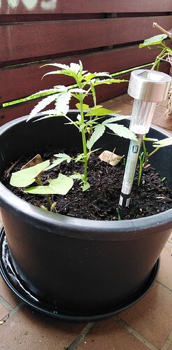 Growreport Bild 2