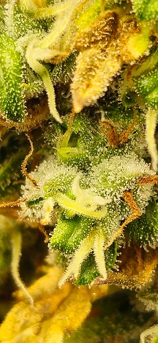 Growreport Bild 26