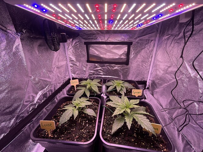 Growreport Bild 2