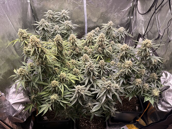 Growreport Bild 8