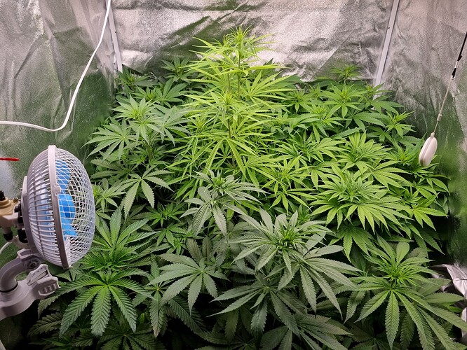 Mehrere Cannabis-Pflanzen in der Wachstumsphase in einem Growzelt, mit einem Ventilator im Vordergrund.
