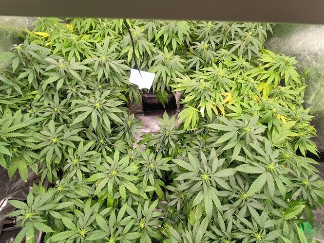 Growreport Bild 11