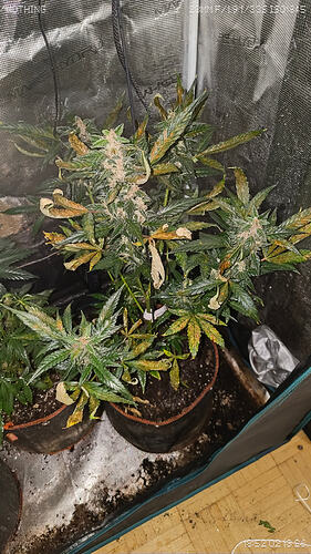 Growreport Bild 1