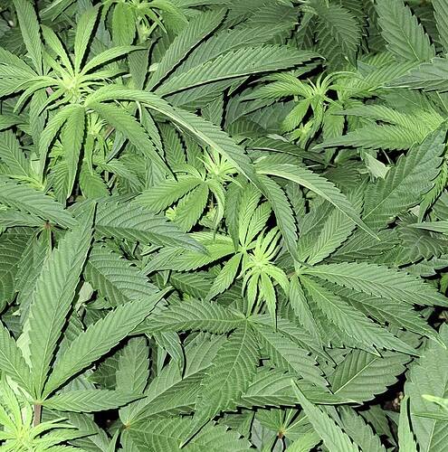 Growreport Bild 30