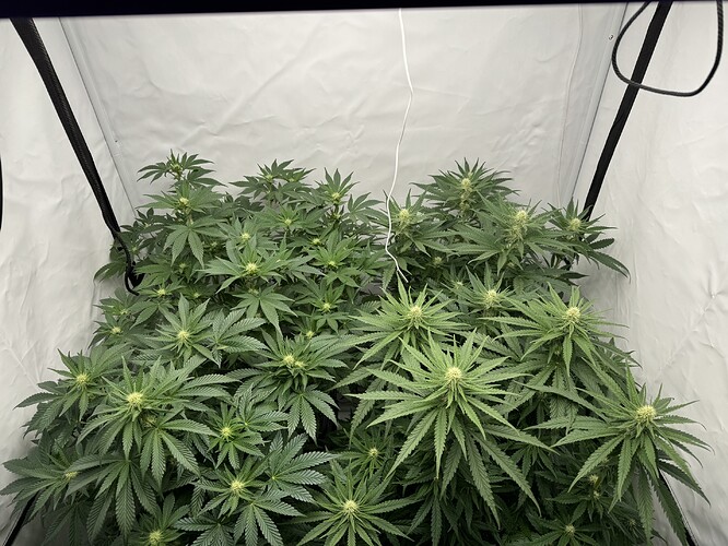 Growreport Bild 1