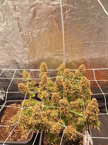 Growreport Bild 4