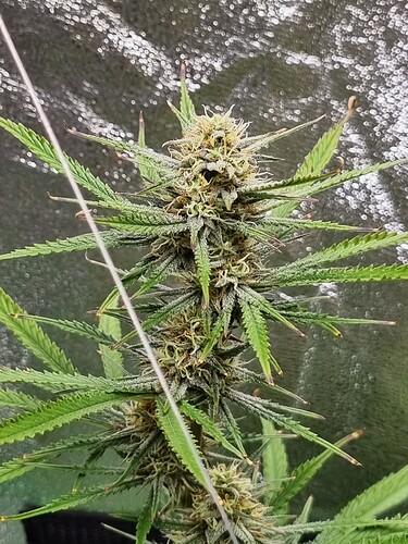 Growreport Bild 19