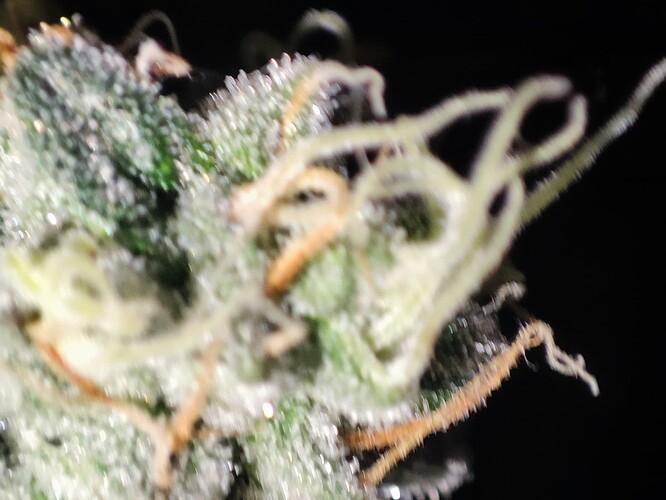 Growreport Bild 49