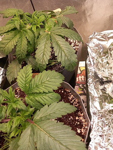 Growreport Bild 12