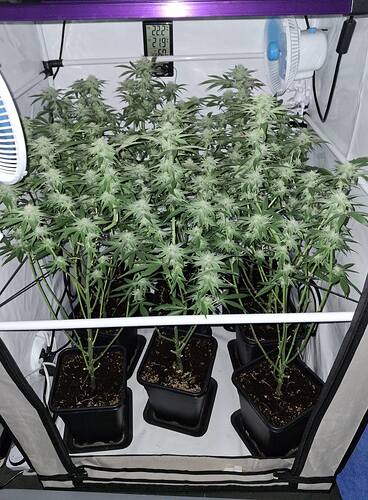 Growreport Bild 5