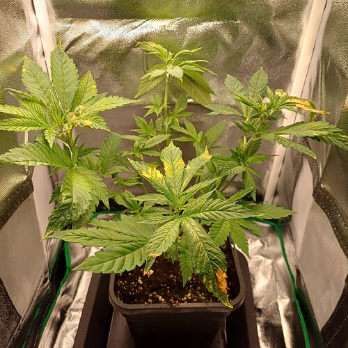 Growreport Bild 33