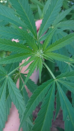 Growreport Bild 4