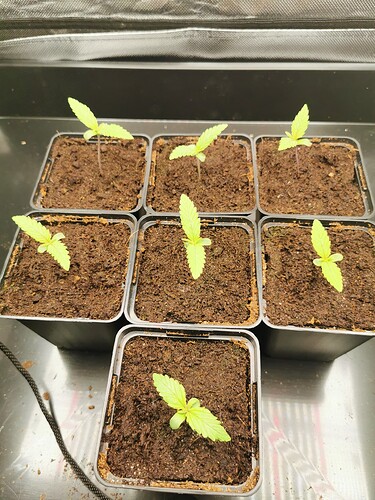 Growreport Bild 2