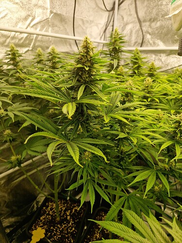 Growreport Bild 4