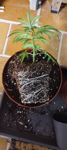 Growreport Bild 6