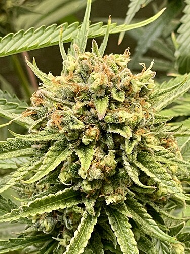 Growreport Bild 31