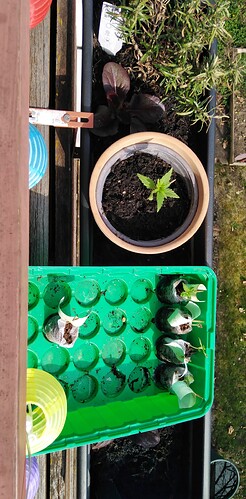 17442068151437416130201902217193