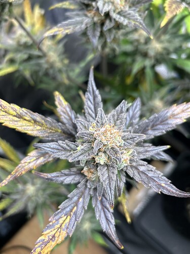 Growreport Bild 2