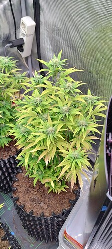 IMG_20251126_220952804_HDR