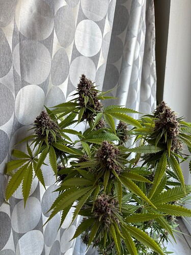 Growreport Bild 1