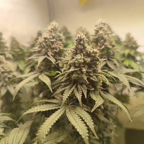 Growreport Bild 11