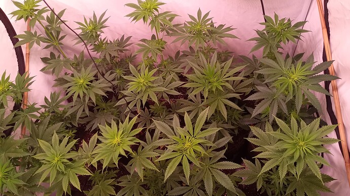 Growreport Bild 14