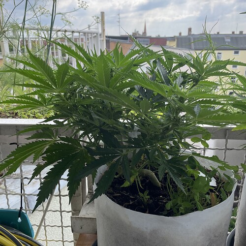 Growreport Bild 2