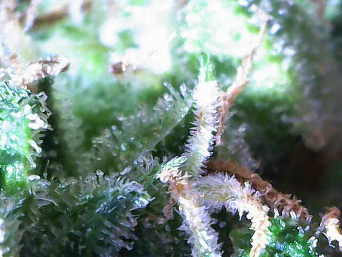 Growreport Bild 57