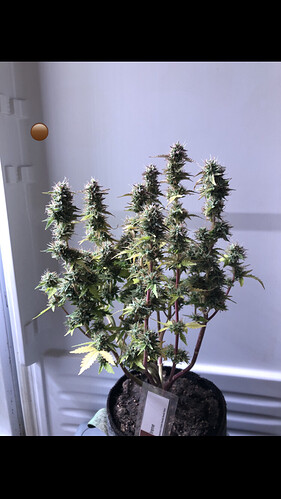 Growreport Bild 8