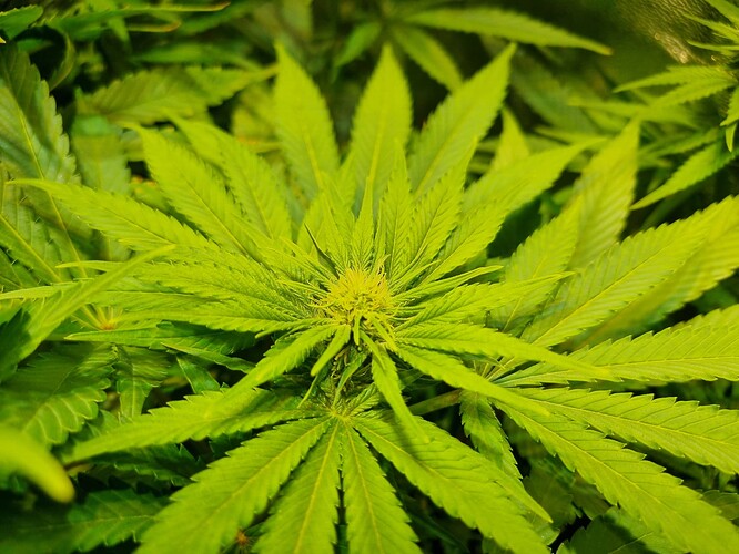 Nahaufnahme einer jungen Cannabis-Pflanze mit hellgrünen Blättern, die sich nach außen ausbreiten.