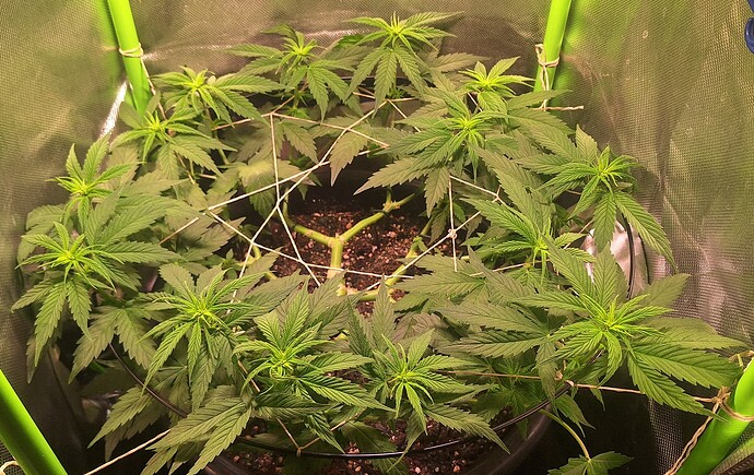 Growreport Bild 9