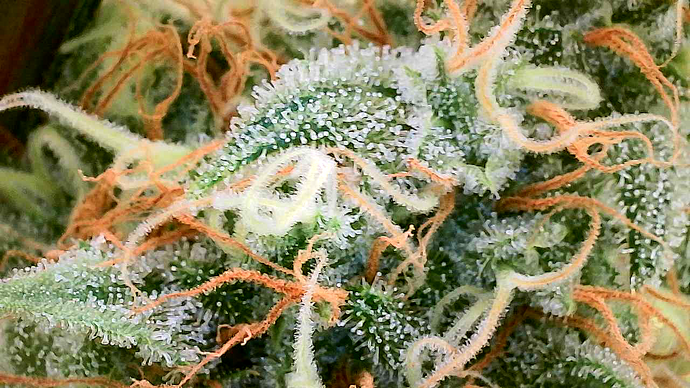 Growreport Bild 16
