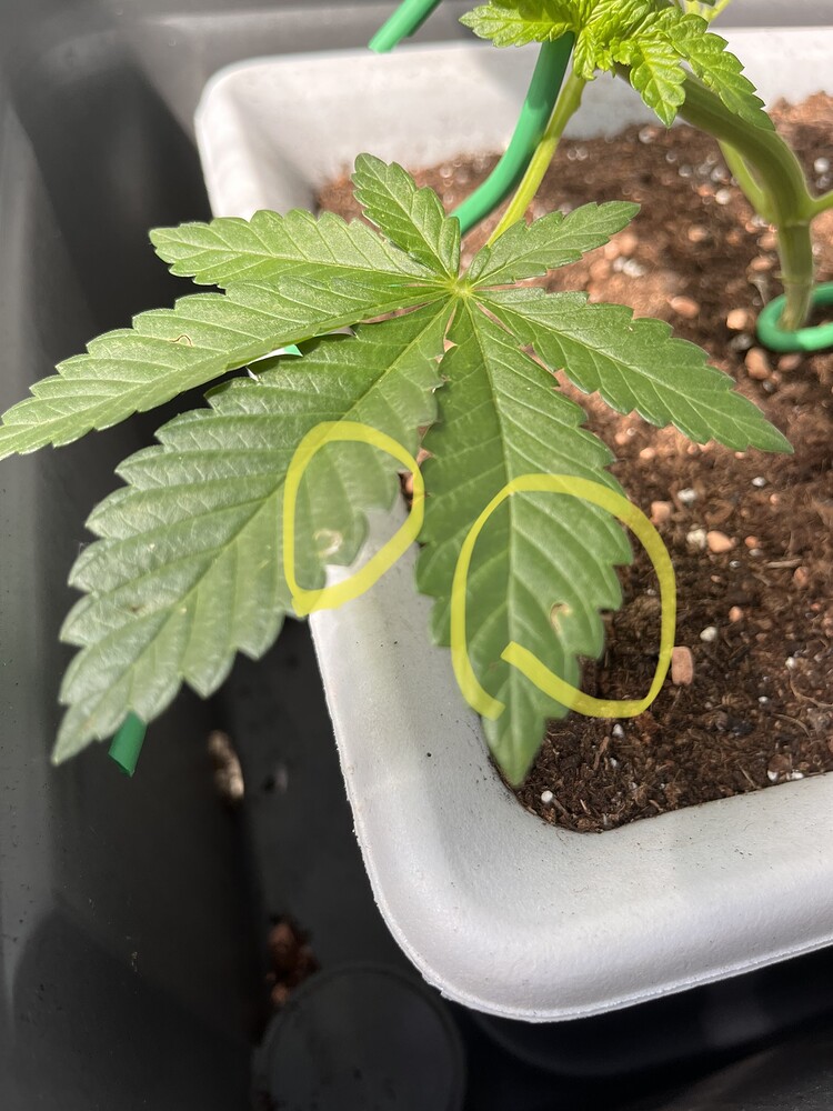 Mein aller erster Grow: 3x Northern Lights Autos mit SanLight