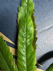 IMG_9568