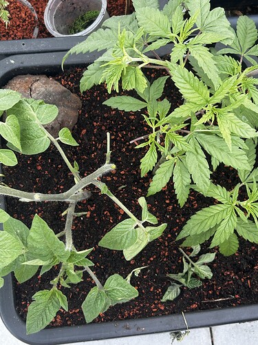 Growreport Bild 40