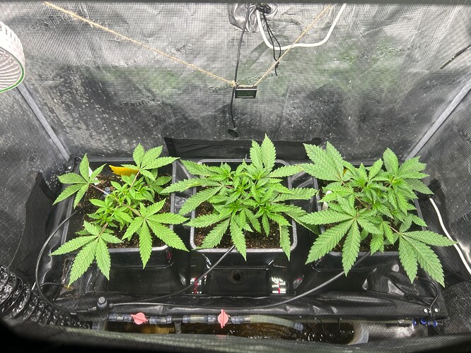 Growreport Bild 49