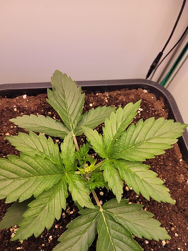 Growreport Bild 8