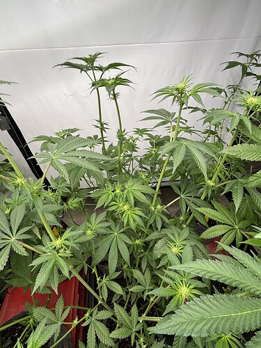 Growreport Bild 14