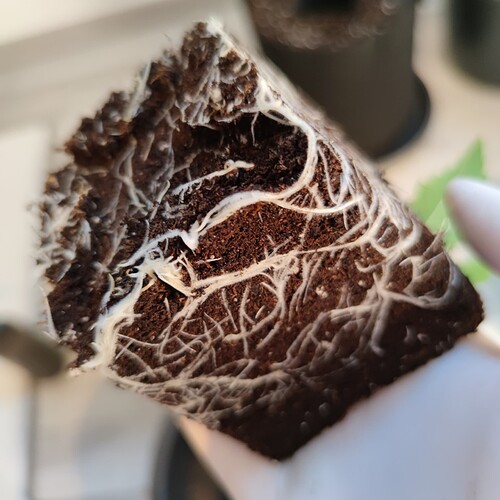 Growreport Bild 22